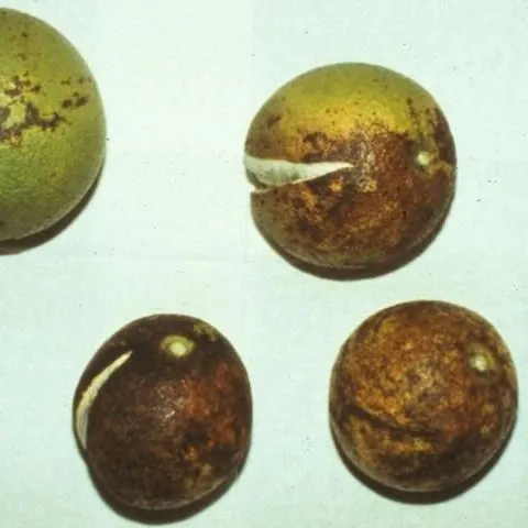 thumbnail for publication: Iron (Fe) and Copper (Cu) for Citrus Trees